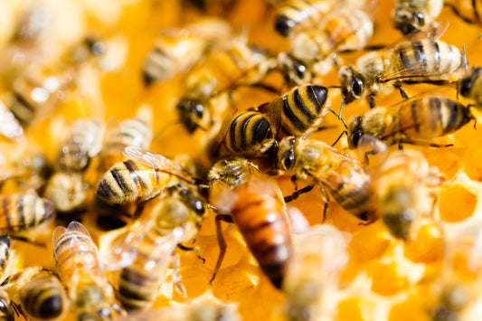 La abeja reina